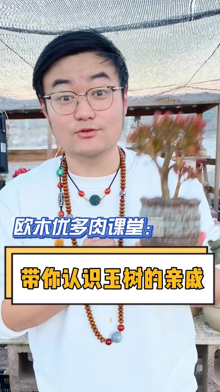 玉树原来有这么多的亲戚,你都认识吗?#多肉#多肉植物#