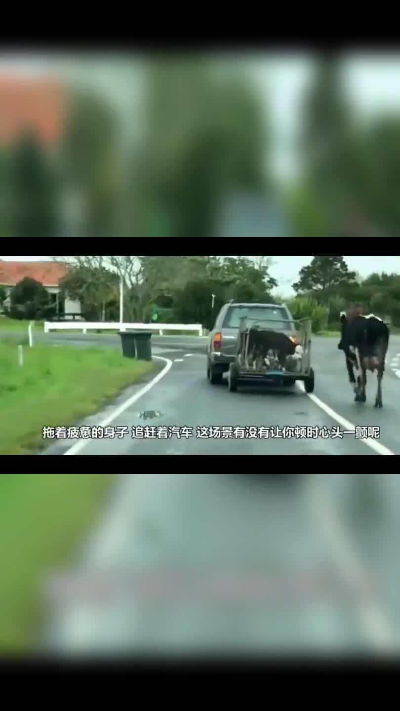 小鸭子被鱼拖走,鸭妈妈看到后发疯似的追赶,镜头拍下全过程