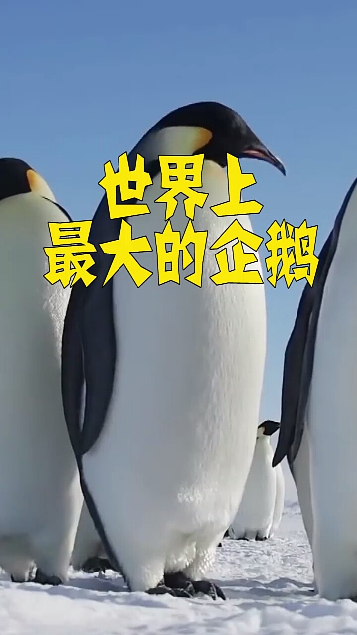 世界上最大的企鹅,看起来像极了穿着燕尾服的绅士