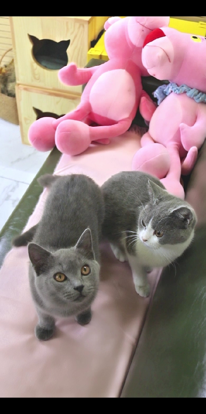 #猫咪#真是倒了八辈子的霉了,吃个薯片都能吃出这个玩样儿。