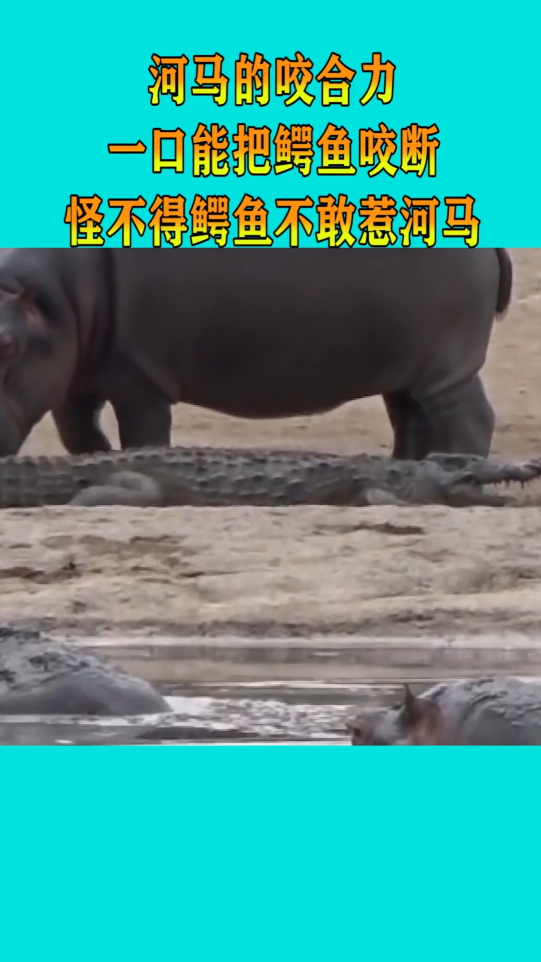 河马的咬合力,一口能把鳄鱼咬断,怪不得鳄鱼不敢惹河马!