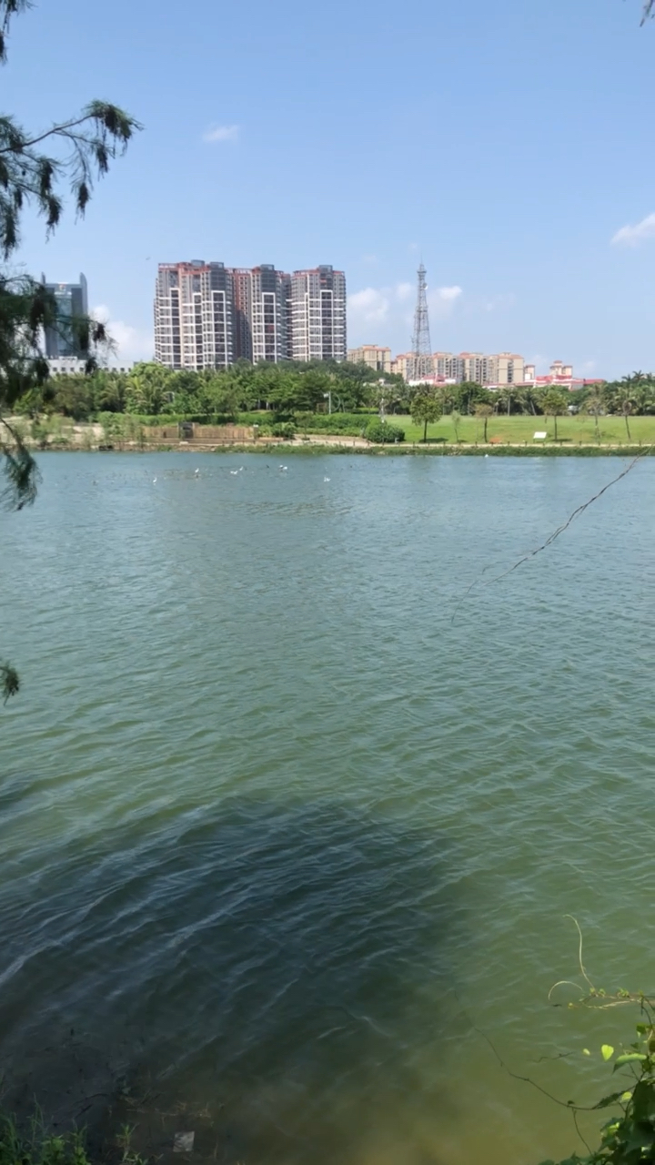 白鹭飞翔