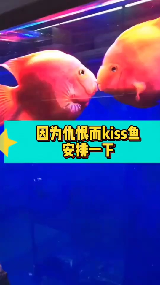 因为仇恨而kiss的鱼,吻鲈,亲嘴就是打架!