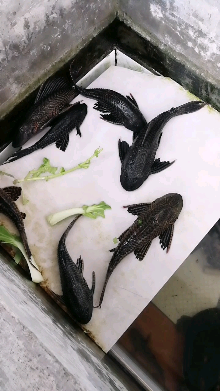 分享视频