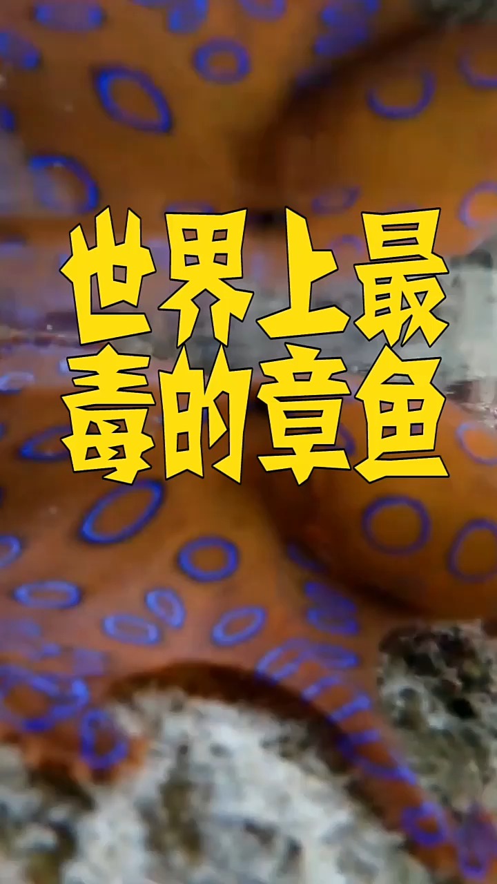 世界上最毒的章鱼,你知道是什么吗?看完你就知道了