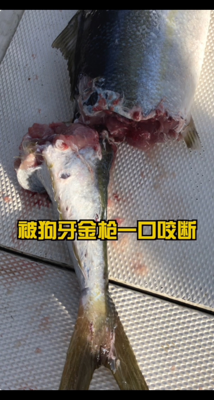 在坦桑尼亚钓狗牙的最后一天,惊喜还挺多。