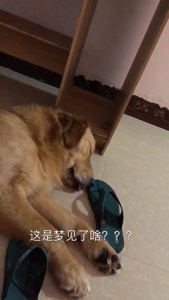 梦见好吃的了吗???