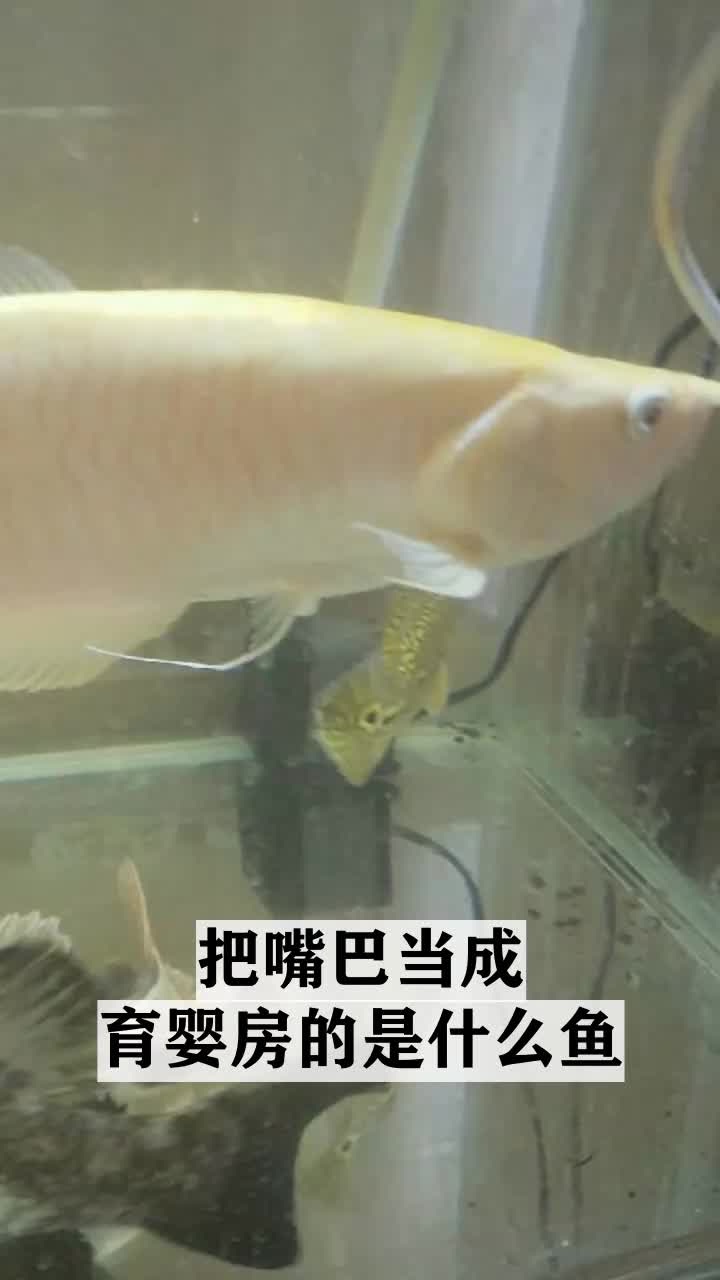 把嘴巴当成育婴房的是什么鱼
