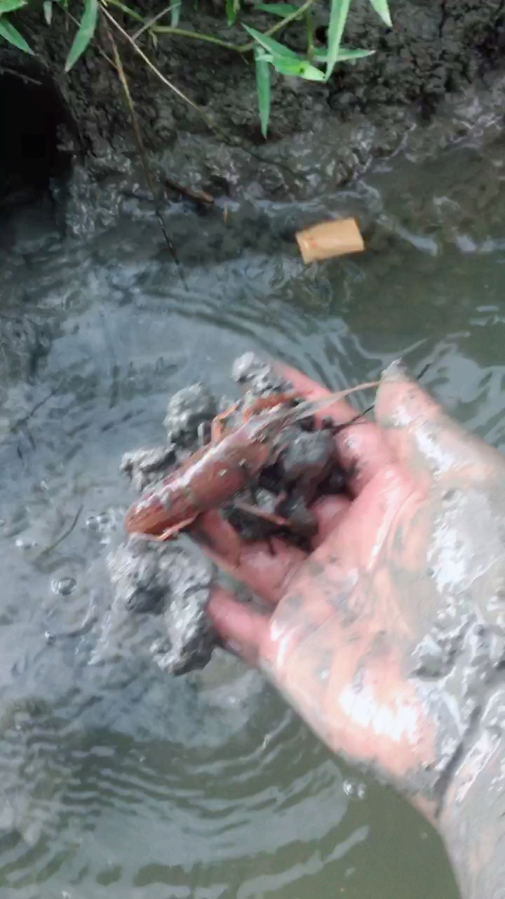 分分钟秒杀一个龙虾