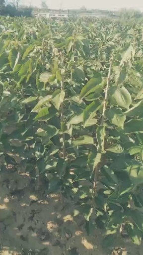 俄罗斯八号大樱桃苗喜欢种植果树苗木关注红心谢谢