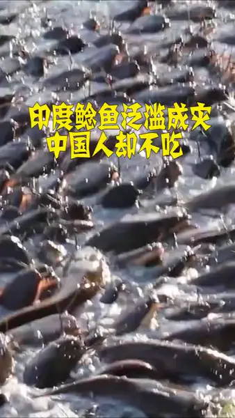 印度鲶鱼泛滥成灾,中国人却不吃