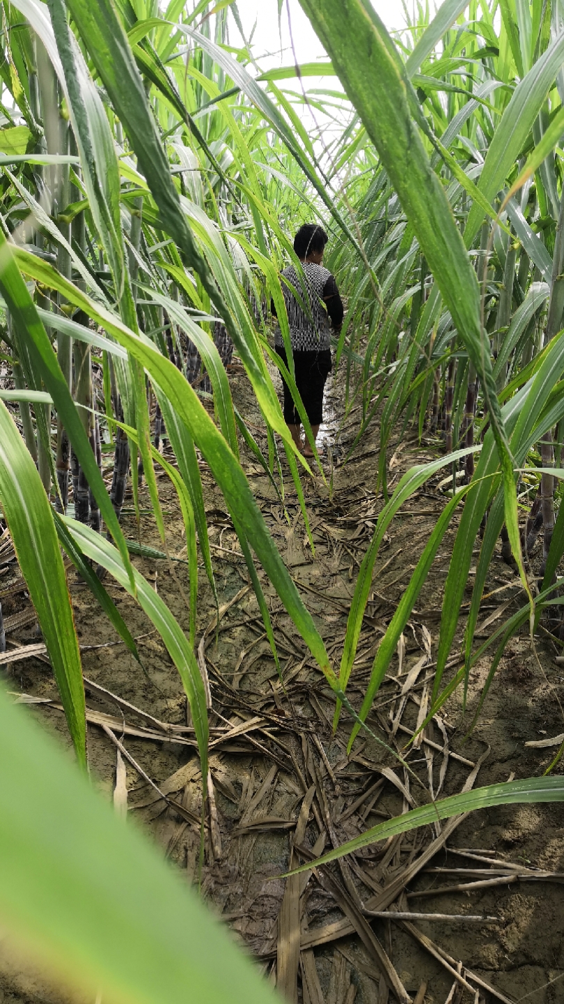 北方甘蔗种植技术