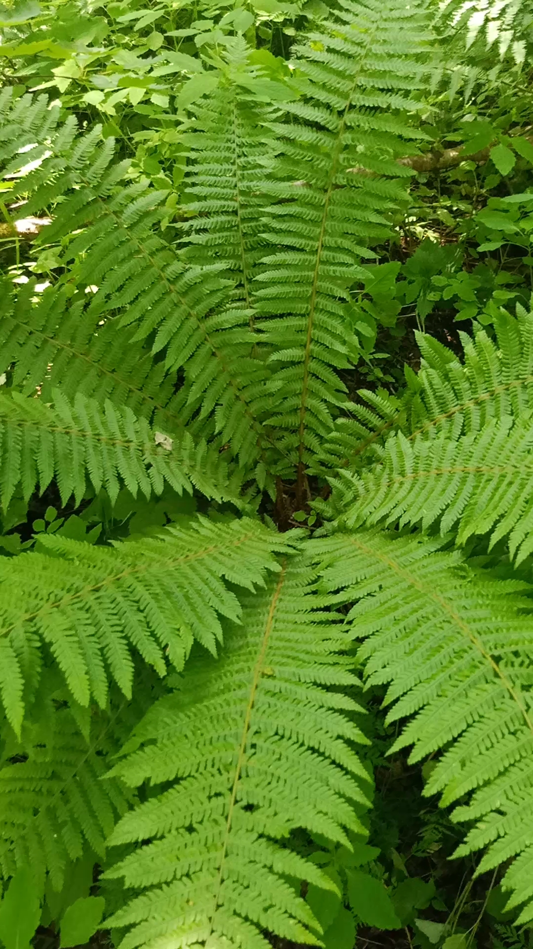 野鸡膀子