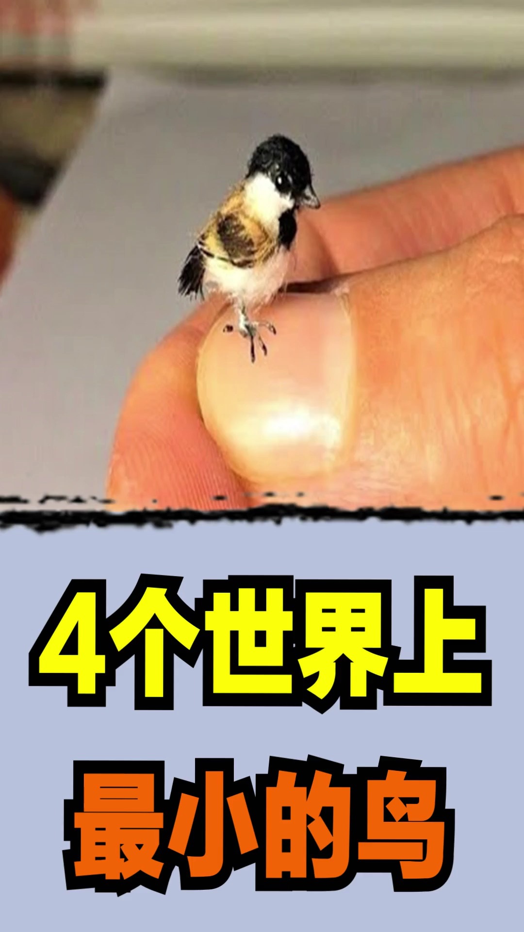 #飞鸟#4个世界上最小的鸟