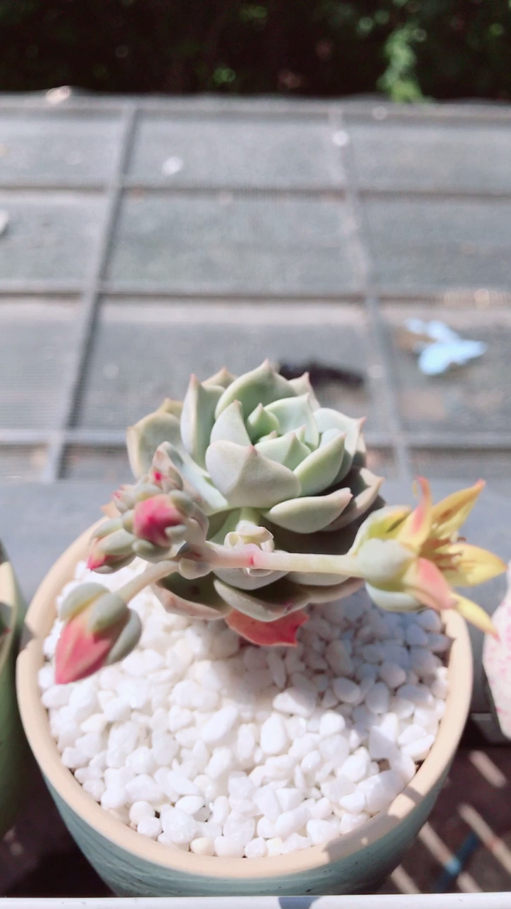 见过多肉开花吗?