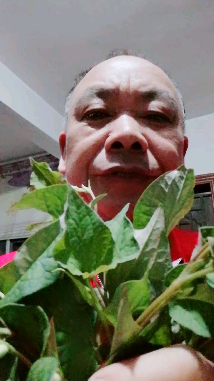 鱼星草的妙用多多。