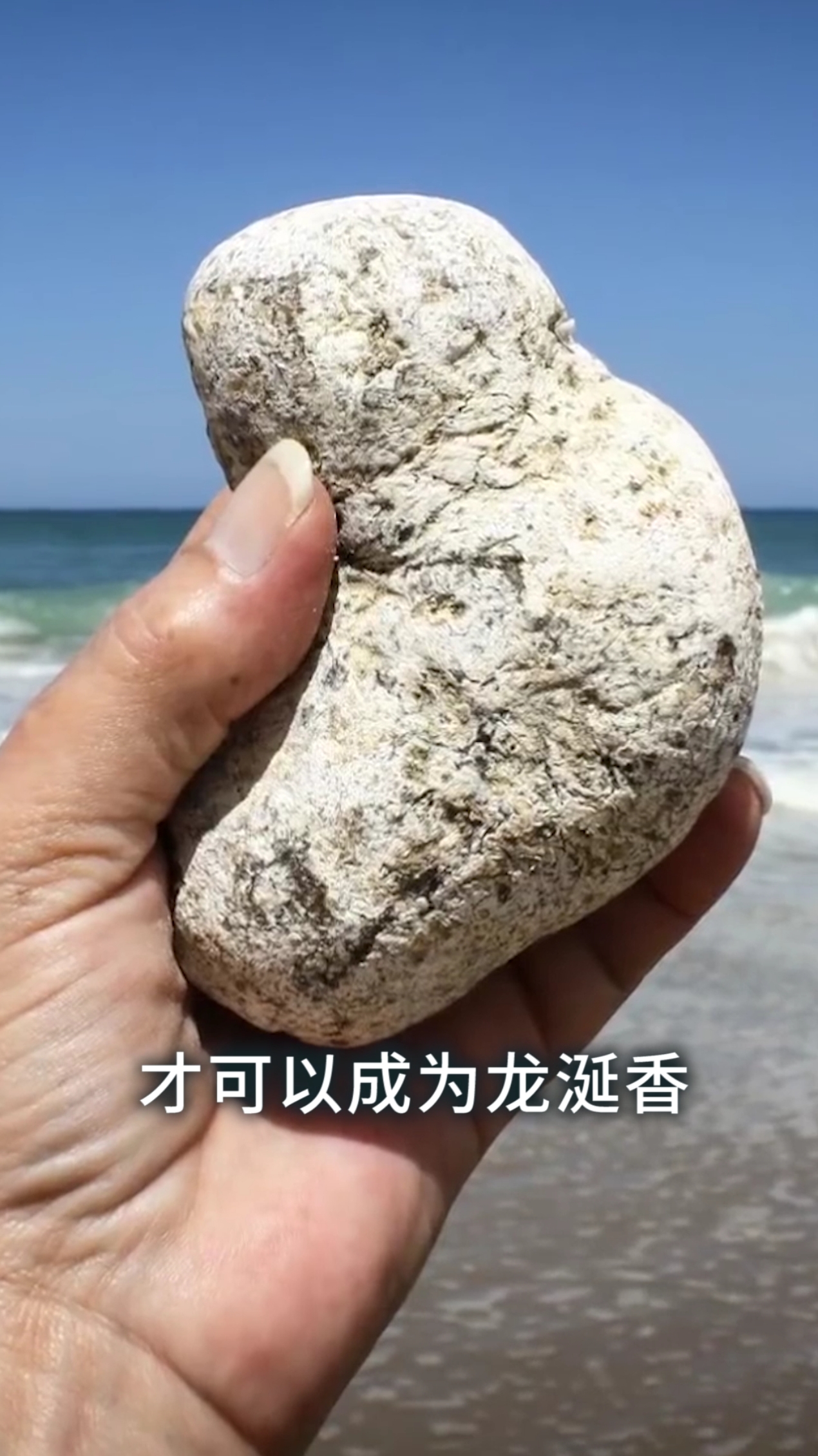 为什么说抹香鲸的排泄物比黄金还要珍贵?