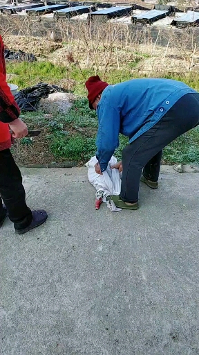 #杀鸭子你们知道怎么杀吗#爸妈在杀鸭子吃 农村乡下自己养的