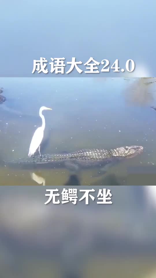 好家伙,这鳄鱼恐怕只能中午坐吧,因为早晚会出事成语搞笑爆笑