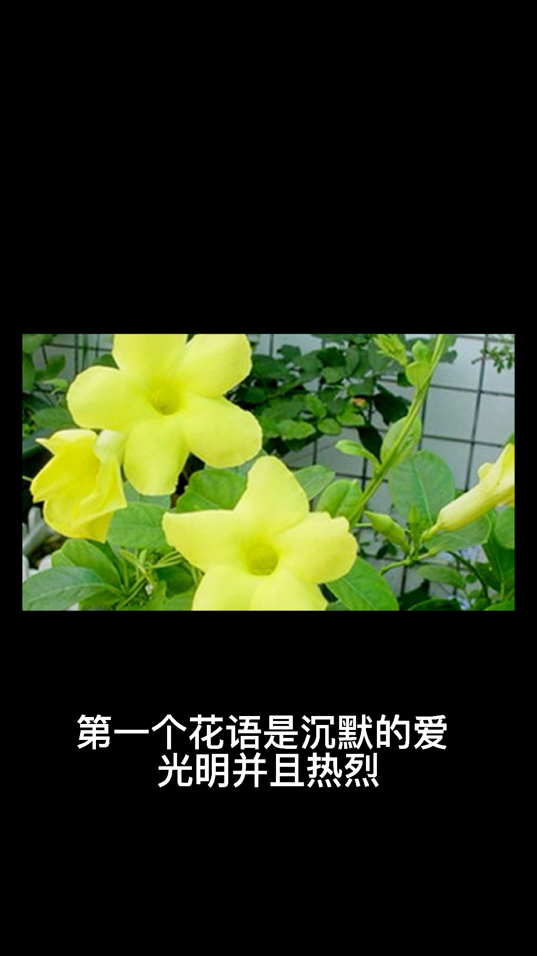 太阳花花语象征与寓意