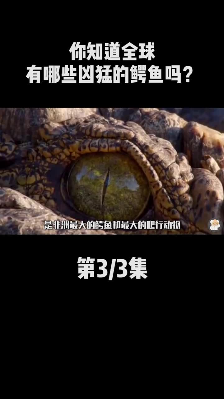 湾鳄,是世界上最大的爬行动物,你还知道哪些鳄鱼?