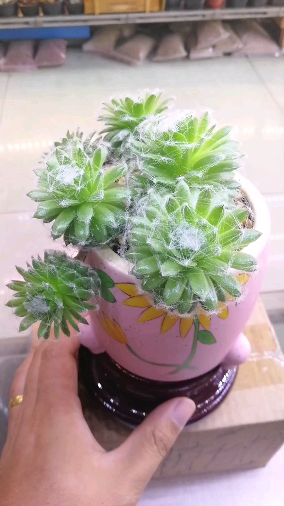 蛛丝卷绢,大家没见过这种多肉吧!天然就这样。