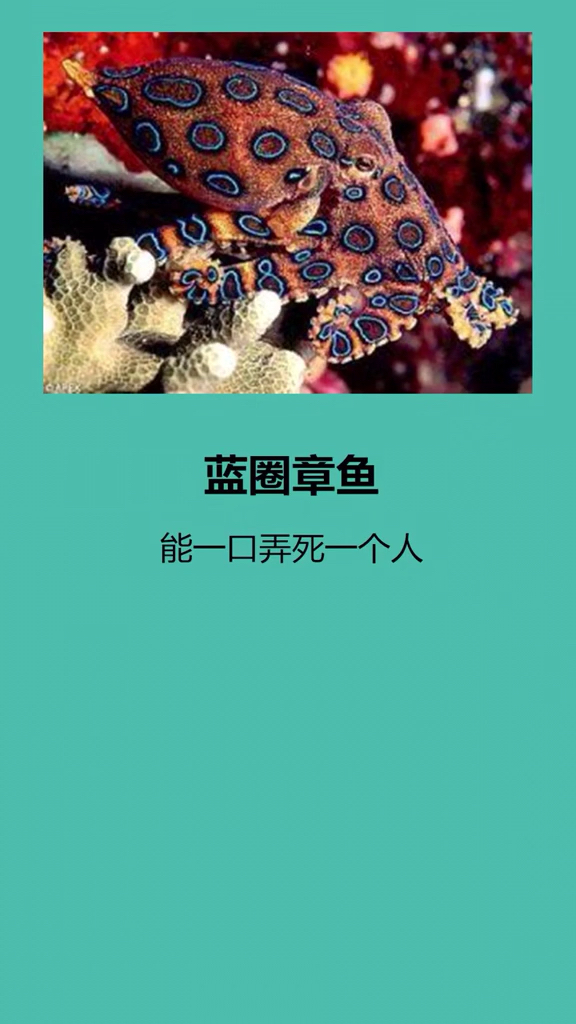 蓝圈章鱼