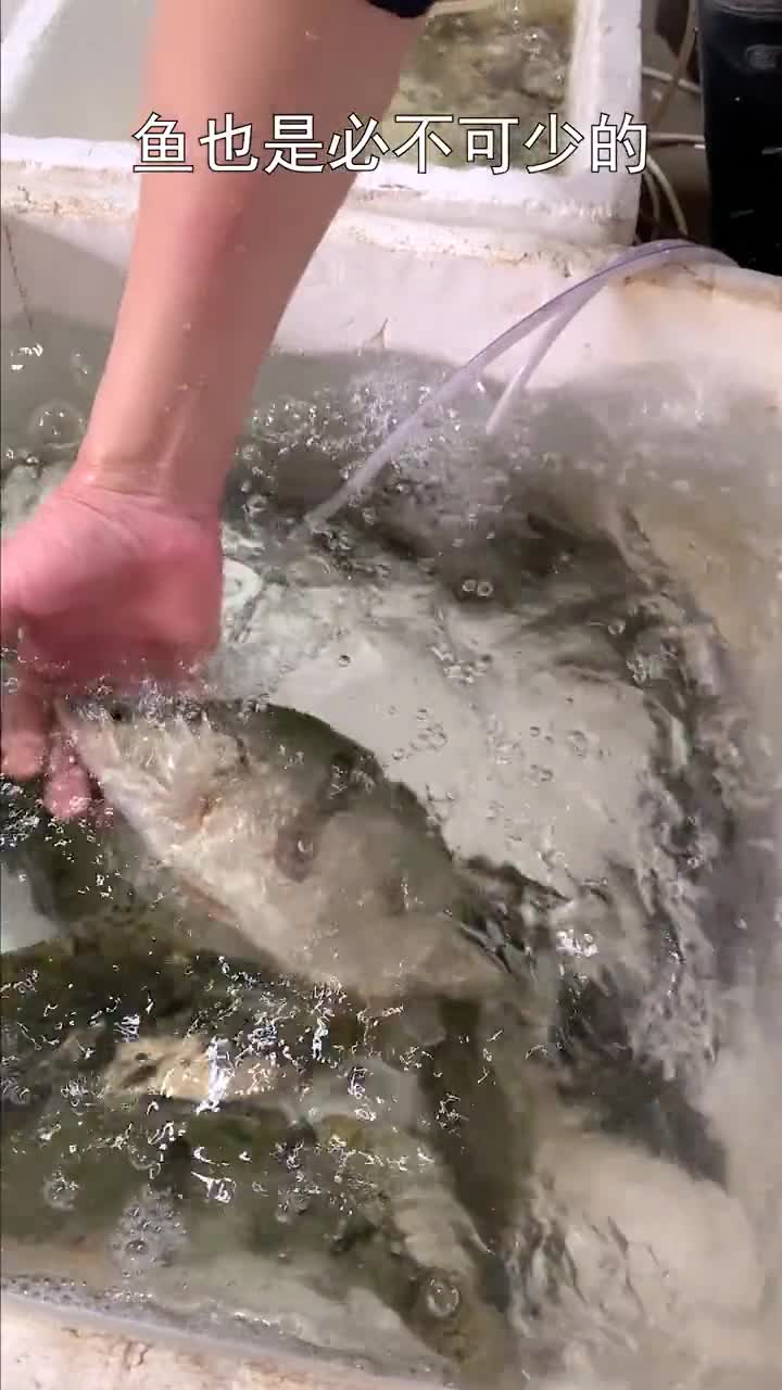 潮汕年夜饭之老式蒸鱼,比常见的清蒸鱼做法入味。年夜饭乡村振兴