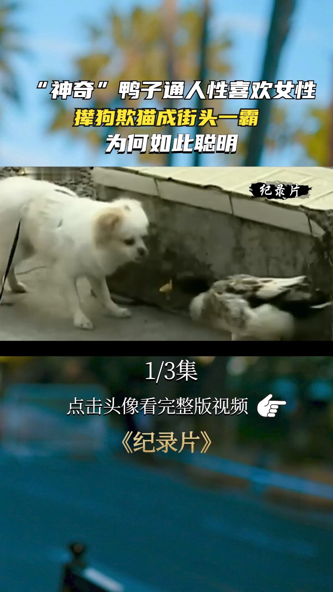 “神奇”鸭子通人性喜欢女性,撵狗欺猫成街头一霸,为何如此聪明