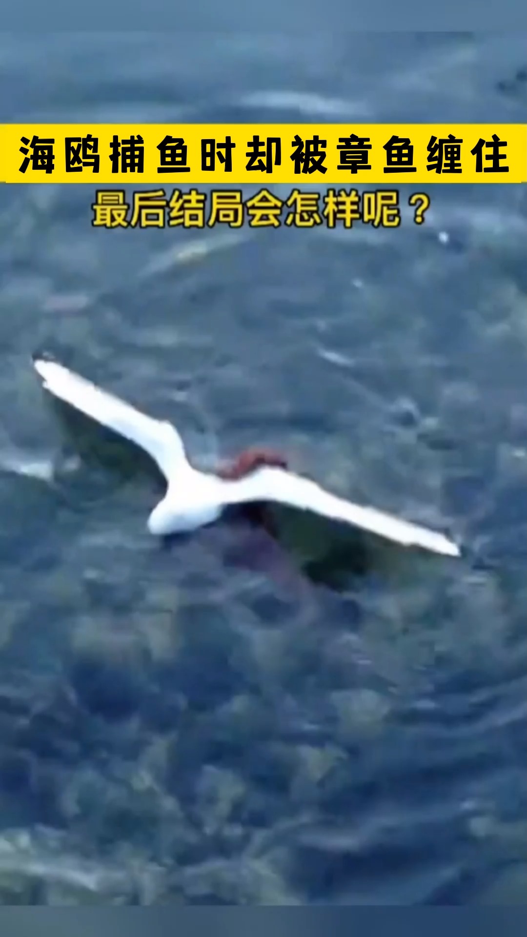 #动物世界#海鸥捕鱼时却被章鱼缠住