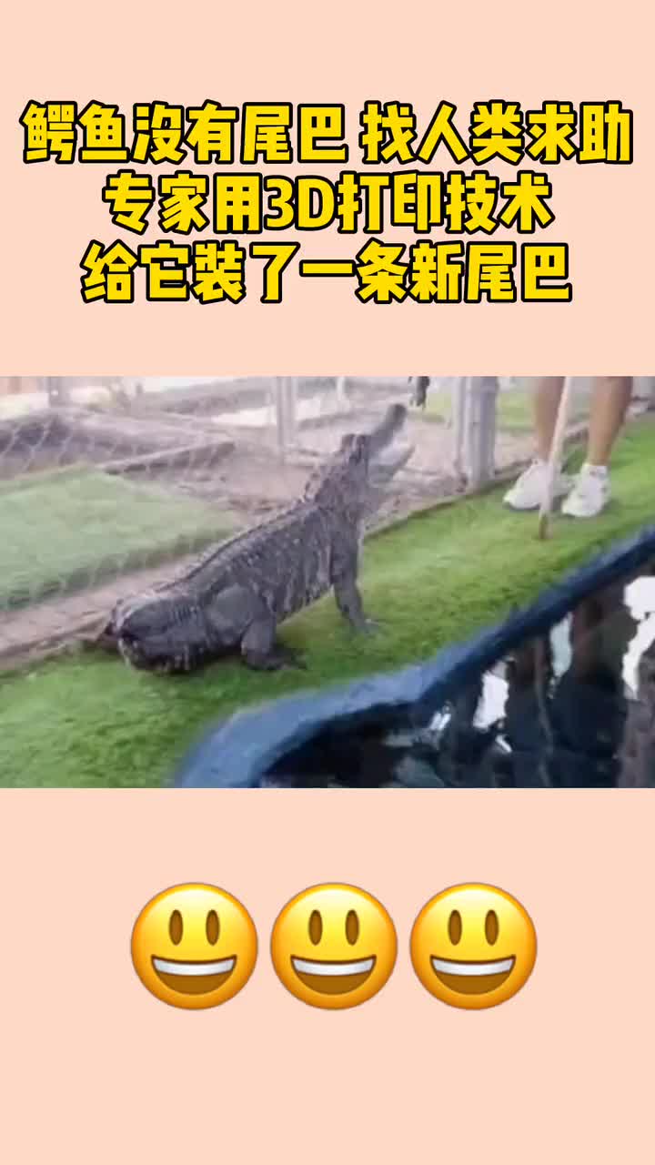 一只无尾巴鳄鱼找人类求助,专家用3D打印技术,给它装了一条新尾巴