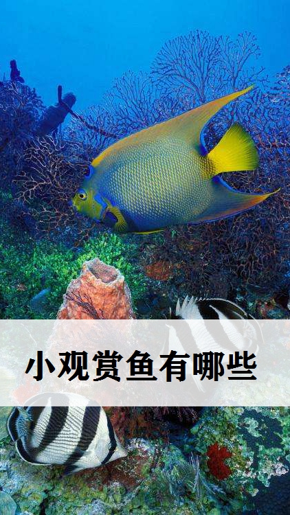 走进水生动物的秘密世界,小观赏鱼有哪些