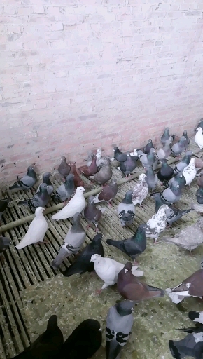 #大体肉鸽#哪几种鸽子不适宜喂保健沙