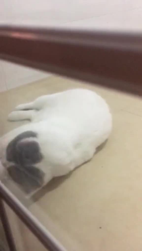 你好鸭