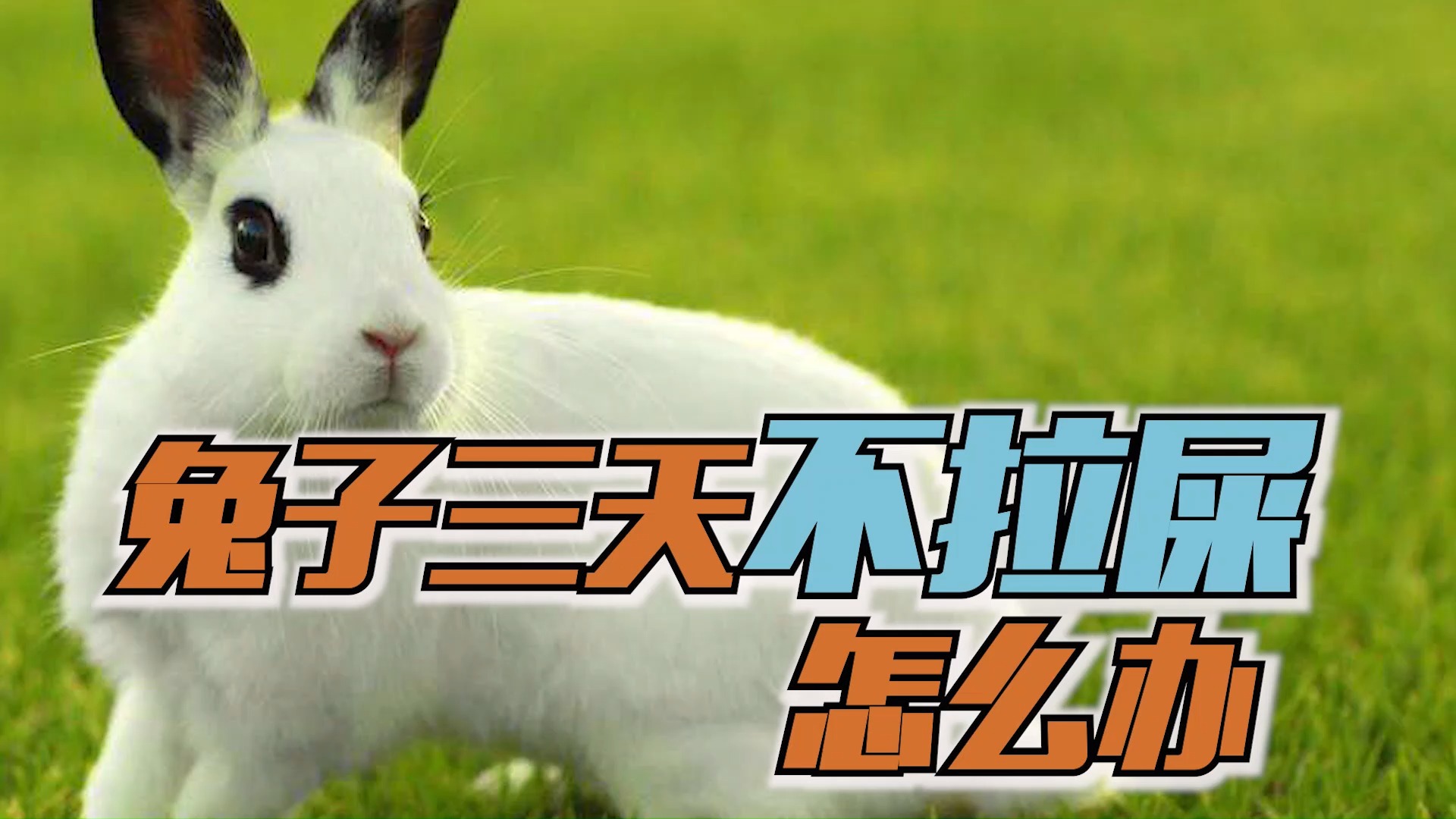 兔子三天不拉屎怎么办