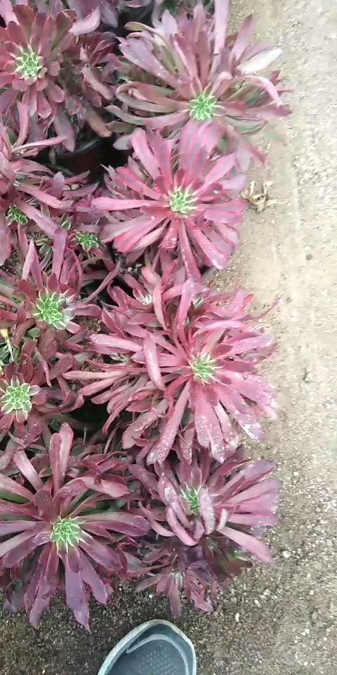 红覆轮漂亮吧V978973526
