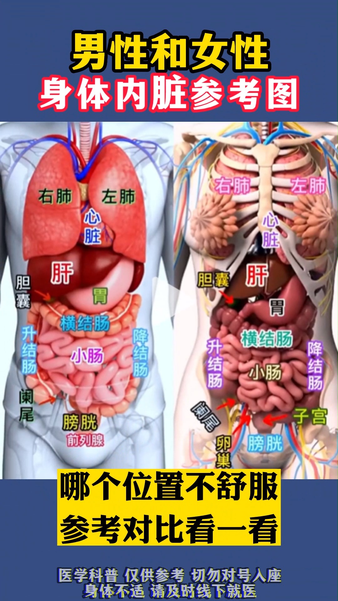 #全民医生说#带你了解男性和女性身体内脏区别