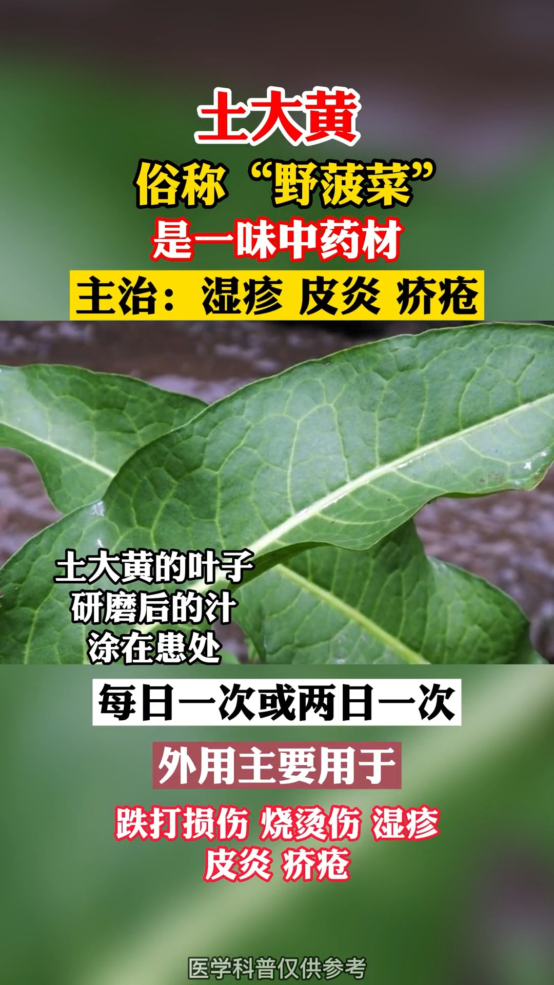 #中医健康养生#老祖宗留下的古方,野菠菜还有这种妙用!