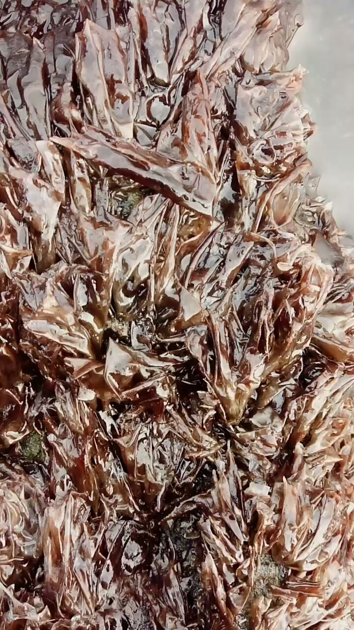 野生紫菜