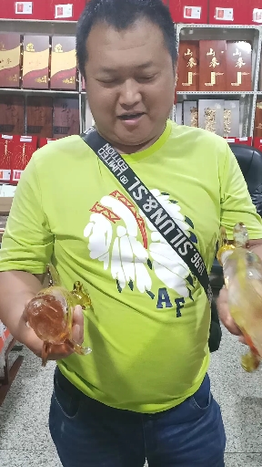 一帆风顺金龙鱼