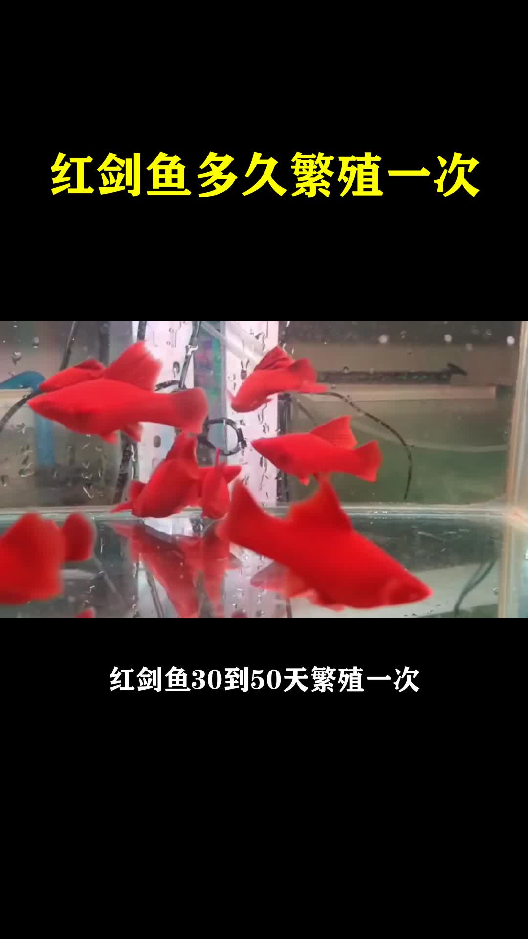 红箭鱼多久繁殖一次