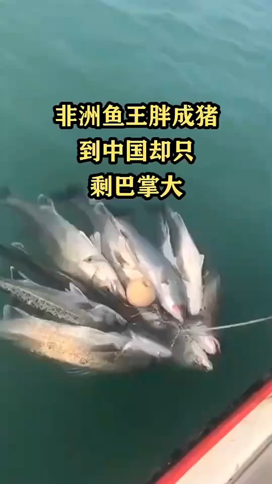 非洲鱼王胖成猪,到中国却只剩巴掌大