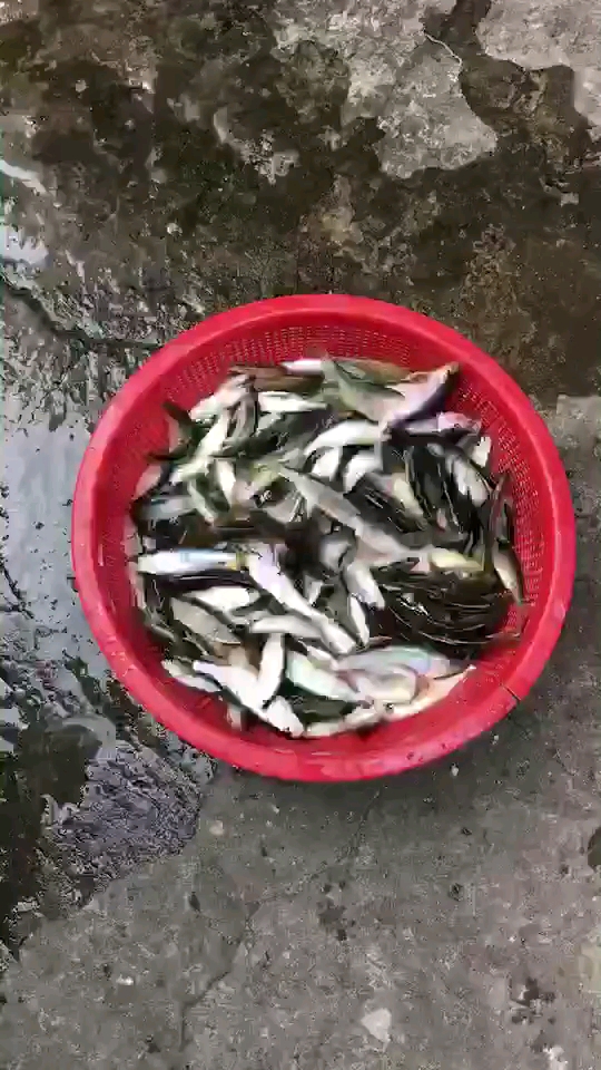 #拍照技巧速成指南#漂亮的高山鱼。