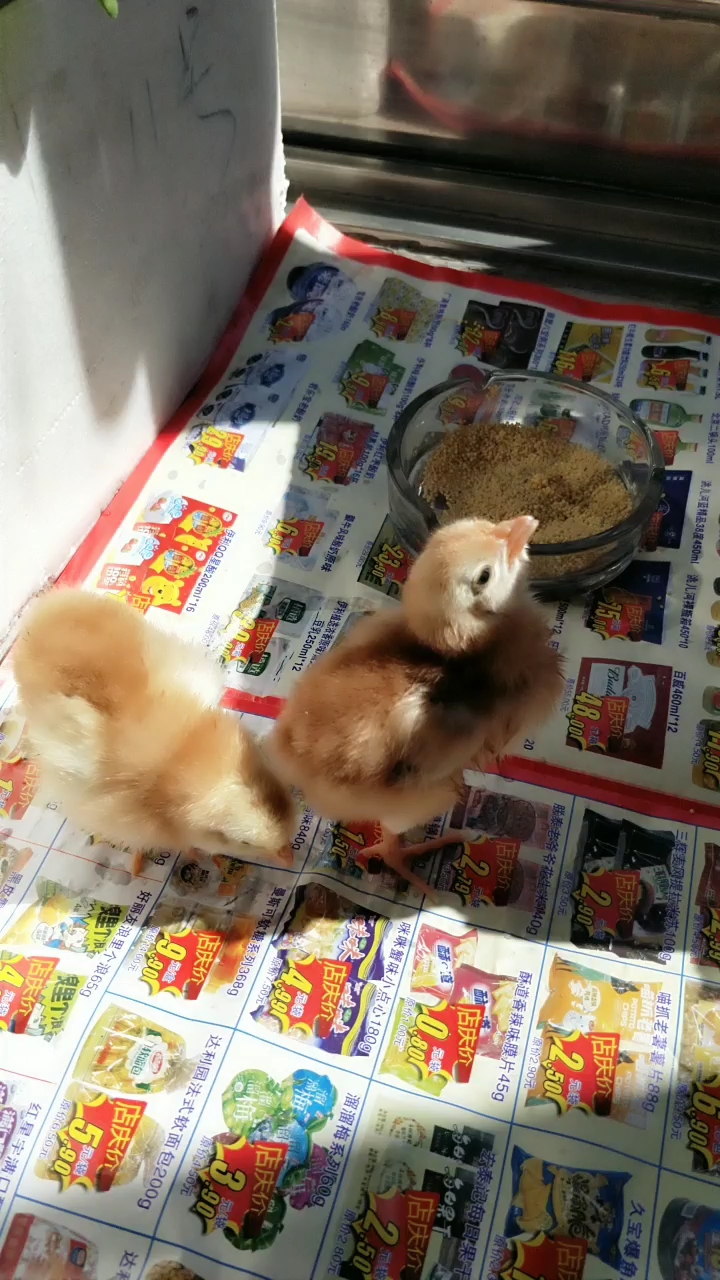 小鸡2两个,可爱吧