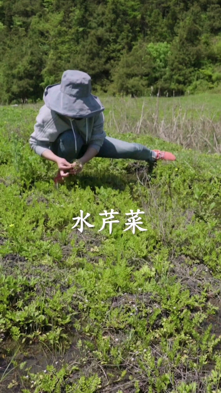 #家乡特色美食#这是一道摸黑炒的好吃不好看的菜,五一假期大家可以去湖边、水渠边和水田里采来