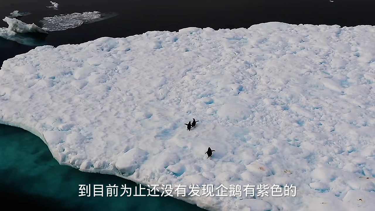 世界上有紫色企鹅吗?
