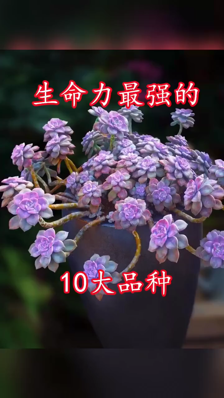 多肉植物品种    