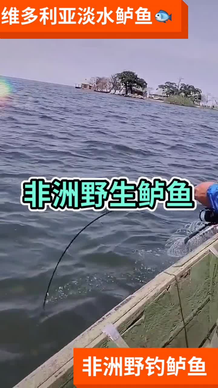非洲野生鲈鱼
