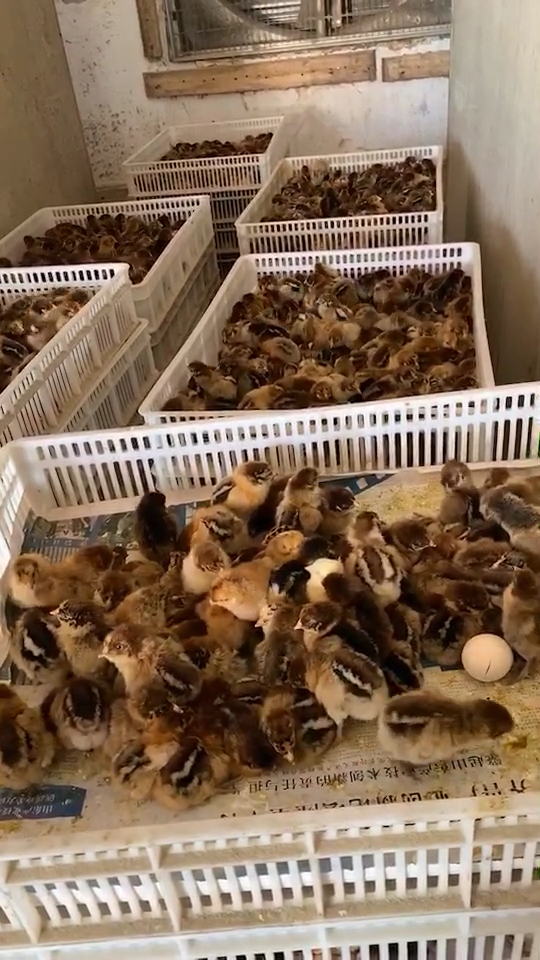 快大型青脚麻鸡母苗