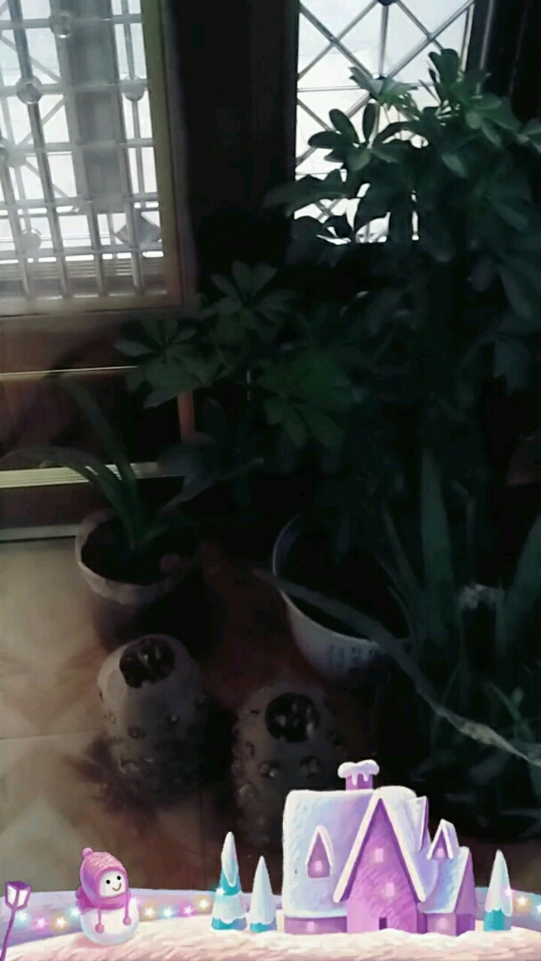 室内花草